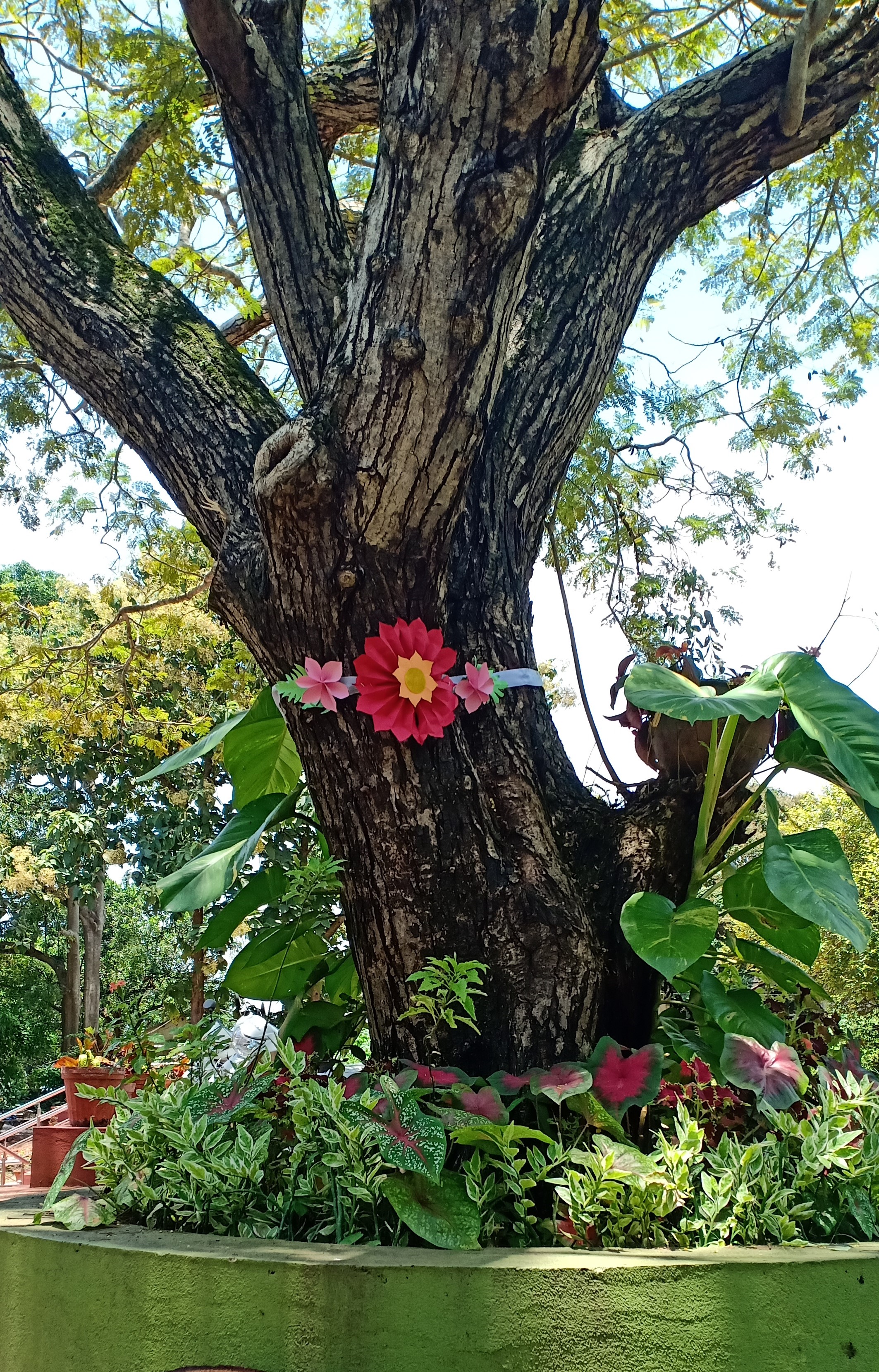  THE COPPER POD TREE